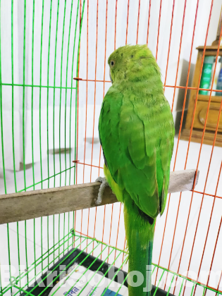 Green ringneck parrot